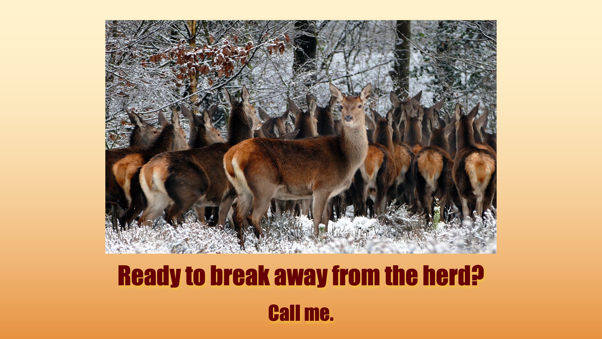 Read more about the article Ready to break away from the herd?